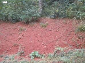 山东菏泽种业公司改良芝麻脱壳机，效率惊人！