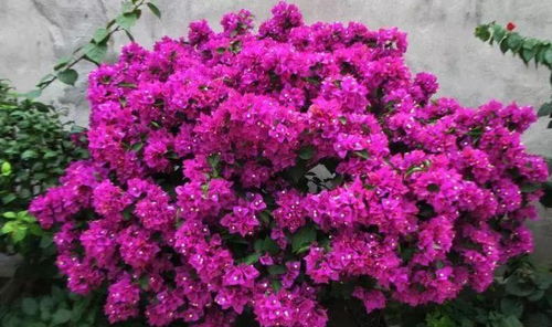 三角梅叶子发黄：揭秘原因与对策