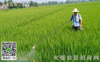 那么Zui佳温度是多少呢？