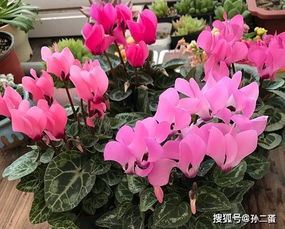 6. 名贵木本花卉品种大全