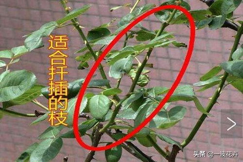 鸭脚木扦插方法是什么？如何提高成活率