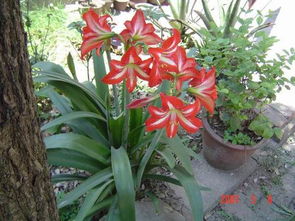 品种小秘密， 新西兰的骄傲