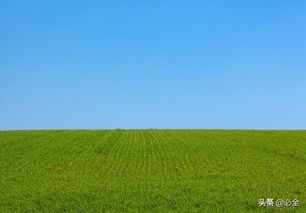 草坪种子的用量之谜