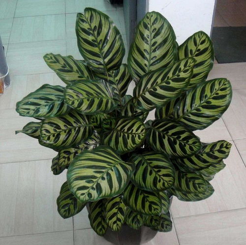 环境温度与湿度：孔雀竹芋的生长小贴士