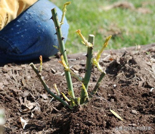裸根月季：荆棘中的璀璨明珠