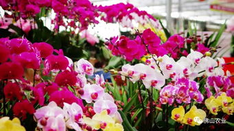 蝴蝶兰的神秘世界