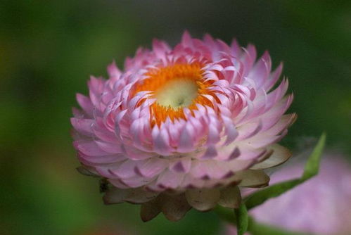 麦秆菊种植时如何科学管理才能使其生长旺盛