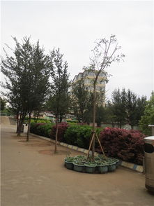 学校绿化方案中的植物选择：平安与美观的完美结合