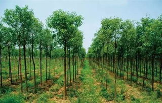 1. 立体绿化， 藤架与攀援植物走俏