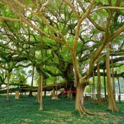 榕树的价格之谜