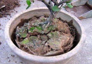 茶花盆土太湿怎么办？如何避免根部腐烂