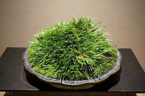 家里养菖蒲的养护细节，你知道吗？