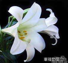 白百合花：纯洁与哀伤的象征