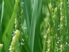 韭黄种植技术揭秘，你了解它的生长过程吗