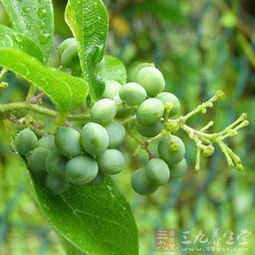 汉防己除草剂：效果如何？优势何在？