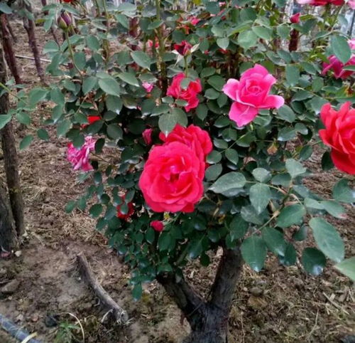土壤和栽培月季花