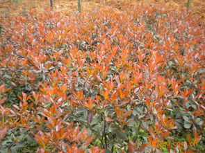 红叶石楠的种植密度