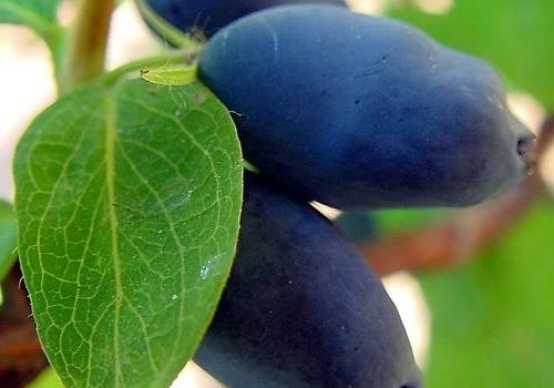 清理干净后直接食用：