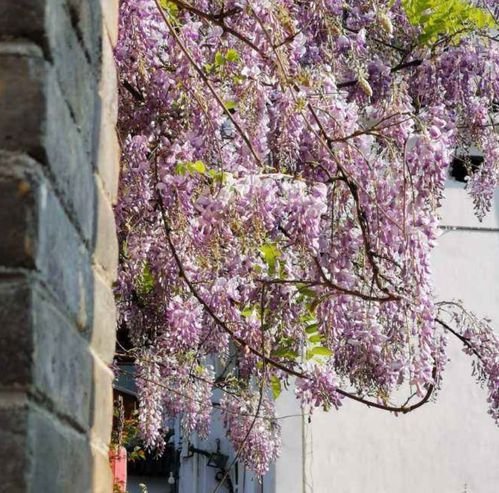 紫藤花的种植与养护