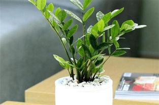 5、 金钱树喜肥，应氮肥为主，适当配合磷钾肥