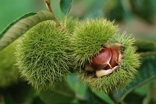 探索《170种乔木全知道》中的别名奥秘