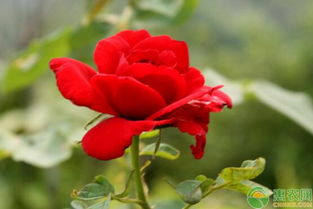 病虫害管理，不嫩马虎