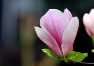 紫玉兰移栽提高存活率的方法