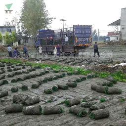 草坪换不停，省下的真是钱吗？