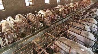 猪舍空气质量优化技术