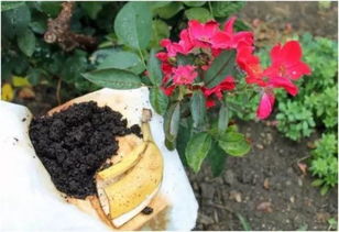 绿植简笔画的世界