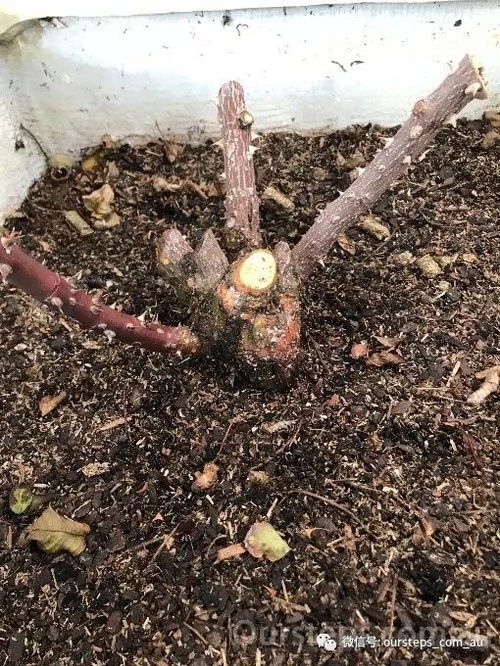 冬天修剪玫瑰后如何护理才能让玫瑰焕发新活力