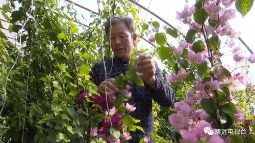 将小发财树精心呵护，培育成繁茂新花卉