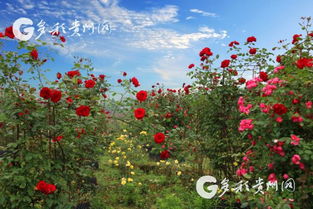 月季花：四季常开，美不胜收