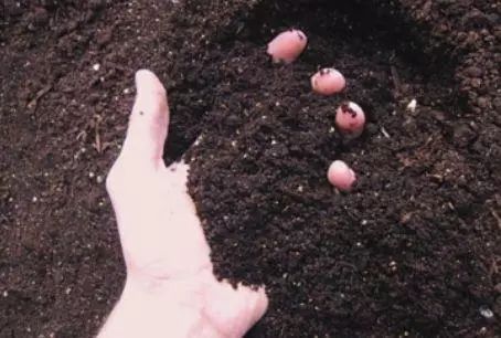 适合松树的土壤类型