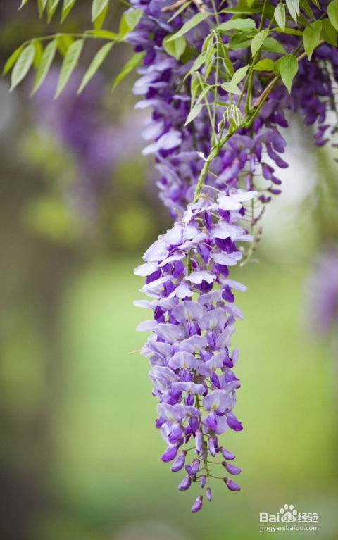 观赏价值：各有千秋