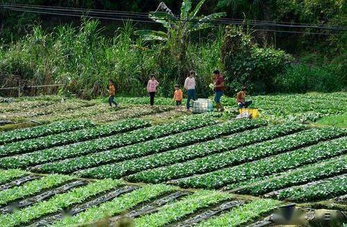 乡村话乡情：种菜不施化肥农药，真有妙招？