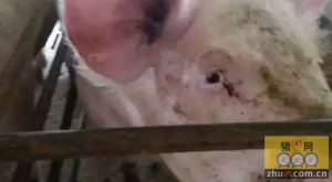 如何挑选优质后背母猪？什么是后背母猪？如何判断其健康状况和繁殖潜力？