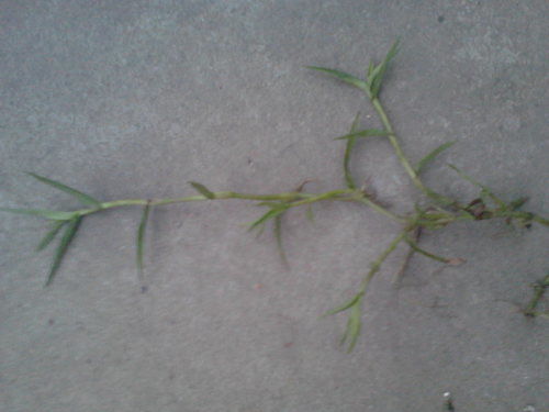 使用农药， 注意平安和环保