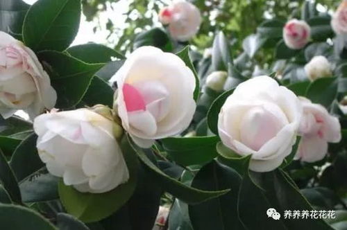 “山茶花保鲜秘诀：糖水VS盐水，选对水，花期更长！”