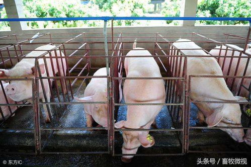 猪预混料代加工的水有多深？老养殖户含泪其中的门道和风险？