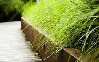 种植方法，爬山虎的启程