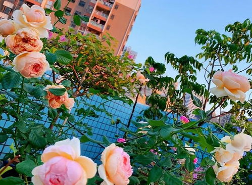 红苹果：夏日里的火红之舞