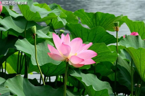 荷花风水禁忌多，家里养了真的会影响财运吗