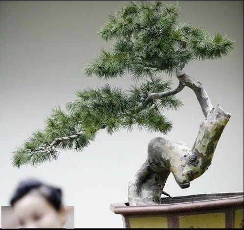 养护难题：如何让白皮松在盆中茁壮成长