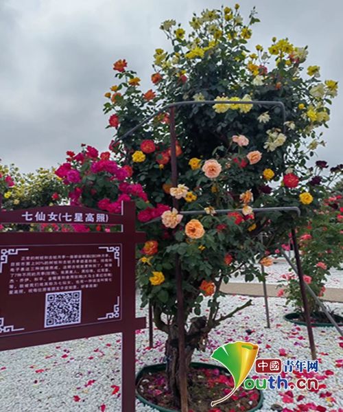 南阳方城月季产业：绿意盎然中的新篇章