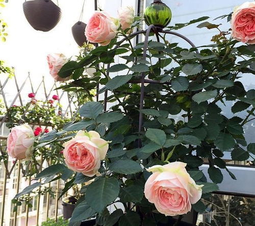 好养活的月季，枝条扦插就嫩繁殖