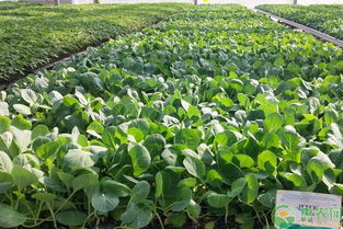 播种深度，讲究技巧