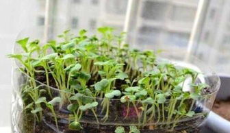 （停顿）草的体质之谜：冬天绿草的秘密