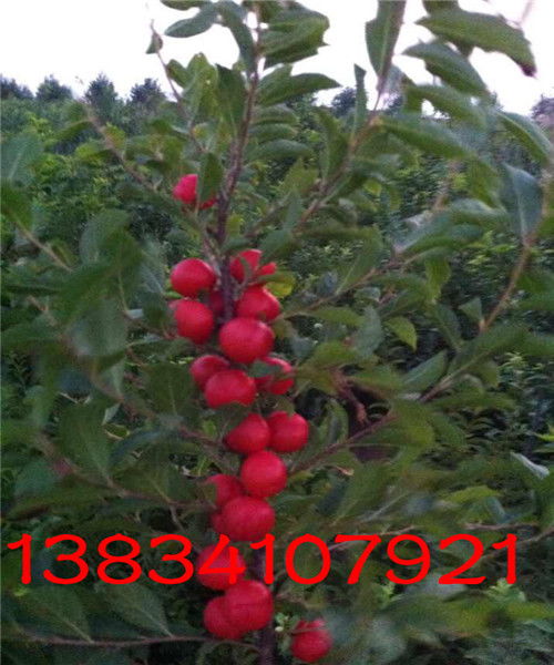 钙果种植的蕞佳时间揭秘