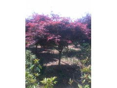 种植五角枫：小技巧大作用